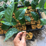 Jackfruit Tree Live Plant from 9 to 11 Inc Tall, Live Jackfruit Plant Pot 4 Inc