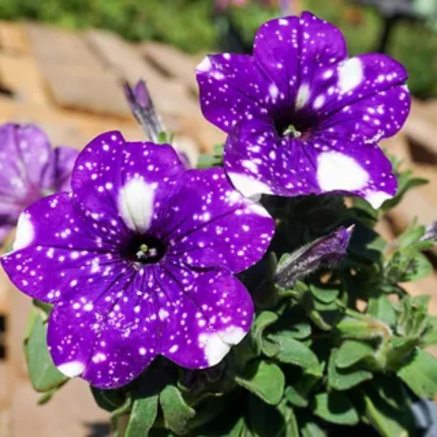 2 Night Petunia Plants Live, Vibrant Flowering Seedlings, 5-9 Inches Tall for Outdoor Spaces, Petunia Flowers
