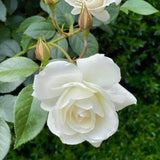Mini Rose Bush, Miniature Rose Flowers in 3'' Pot, Compact Flowering Rose for Indoor Outdoor Gardens and Containers (White Roses)