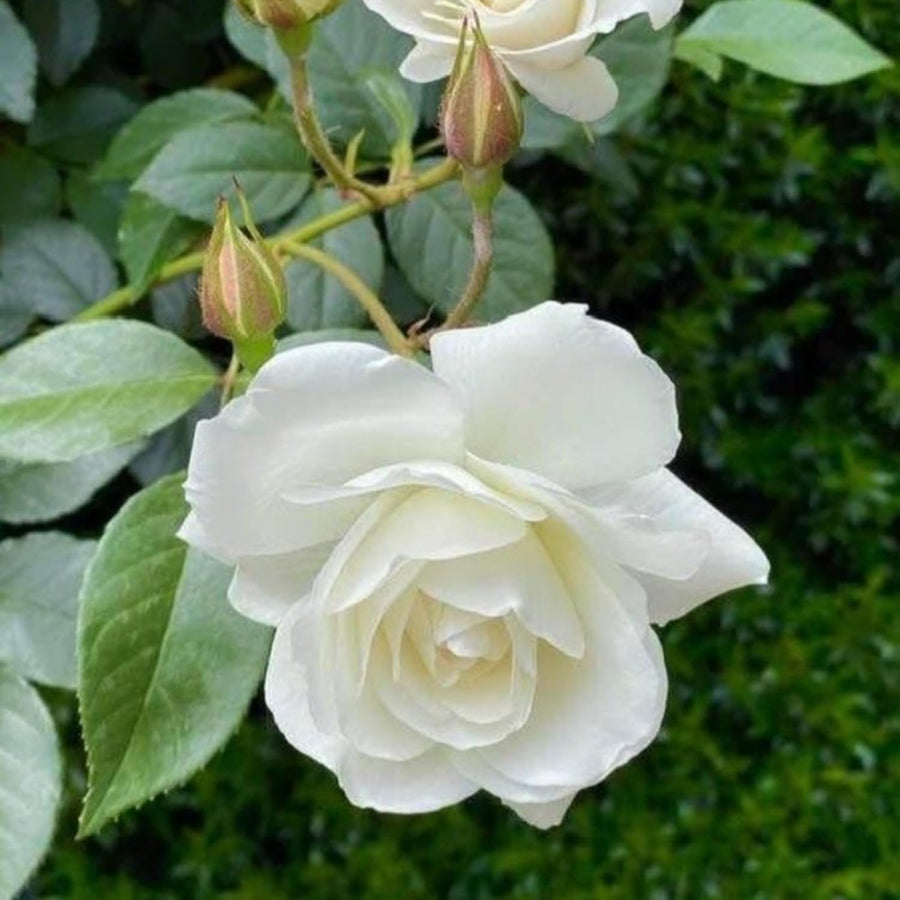 Mini Rose Bush, Miniature Rose Flowers in 3'' Pot, Compact Flowering Rose for Indoor Outdoor Gardens and Containers (White Roses)