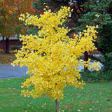 1 Year Old Ginkgo Tree Live Plant for Outdoor Growing, 6-8 Inches in Tall in 4" Pot