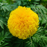 3 Mix Marigold Plants Live, 3 Starter Plant, Live Marigold Flower Plants Indoor or Outdoors Growing Planting Gardening Flowering