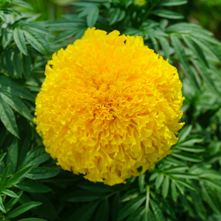 Yellow Marigold Plants Live, 3 Starter Plant, Live Marigold Flower Plants Indoor or Outdoors Growing Planting Gardening