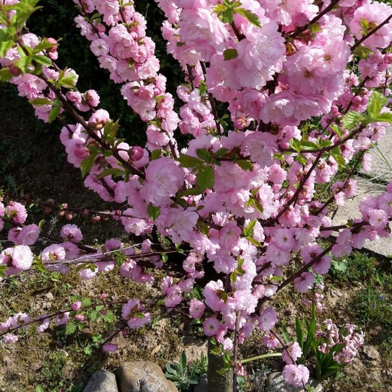 Pink Flowering Almond Shrub in Quart Pot - 6-12" Tall Flowering Almond Plant, Ornamental Flowering Bush for Garden, Borders and Landscape