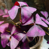 Purple Shamrock Plant Live, Starter Oxalis Plant in 4" Pot, Easy Care Ornamental Houseplant for Patio, Container and Home Gardening