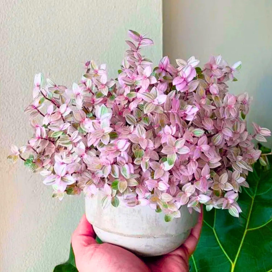 Creeping Pink Callisia Repens Plant Live, Tradescantia Callisia Repens Succulent Plants, Pink Turtle Vine Trailing Indoor Houseplant in 4" Pot