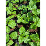 Set 2 Pepper Hot Belle Plants Live, 90 Days Old Pepper, Small, Bell-Shaped Peppers with Vibrant Colors, No Pot