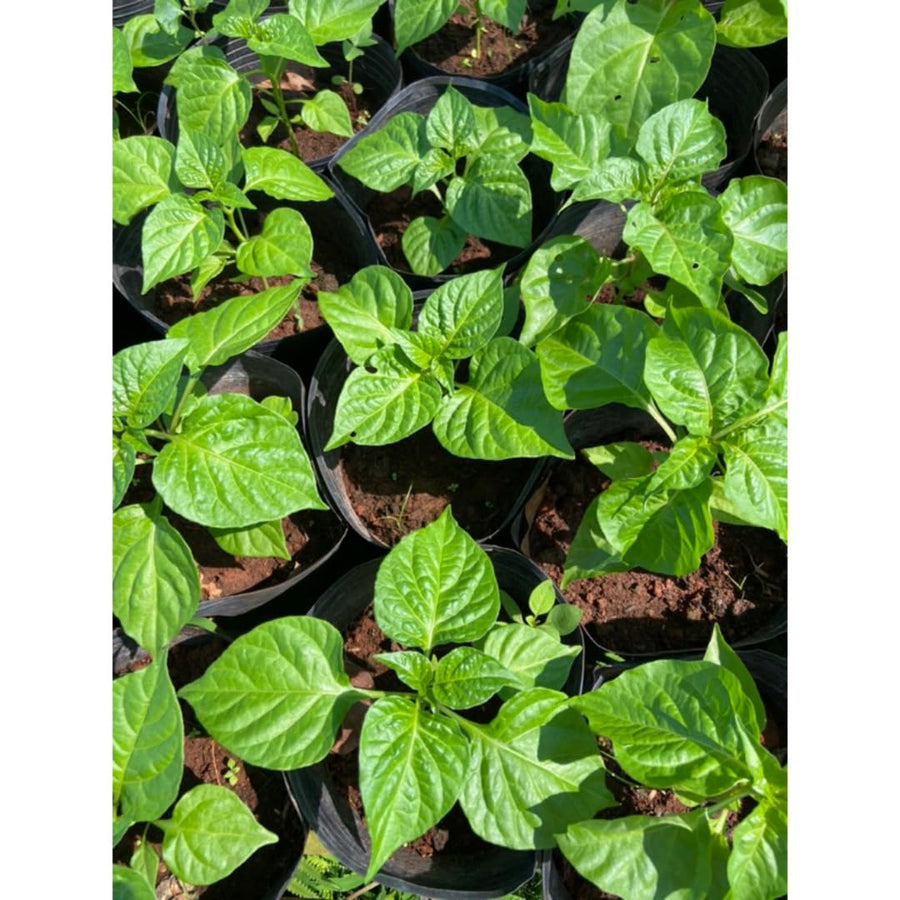 Set 2 Pepper Hot Belle Plants Live, 90 Days Old Pepper, Small, Bell-Shaped Peppers with Vibrant Colors, No Pot