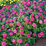2 Pink Zinnia Plants Live, Zinnia Live Plants for Planting, Flower Plant, 4 Inches Pot