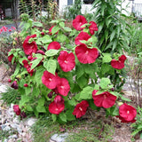 Red Hibiscus Plant Live, Hardy Hibiscus Flowers for Outdoor Landscapes, 5-9 Inch Height, Ornamental Hibiscus Bush Shrub, Well-Rooted, No Pot