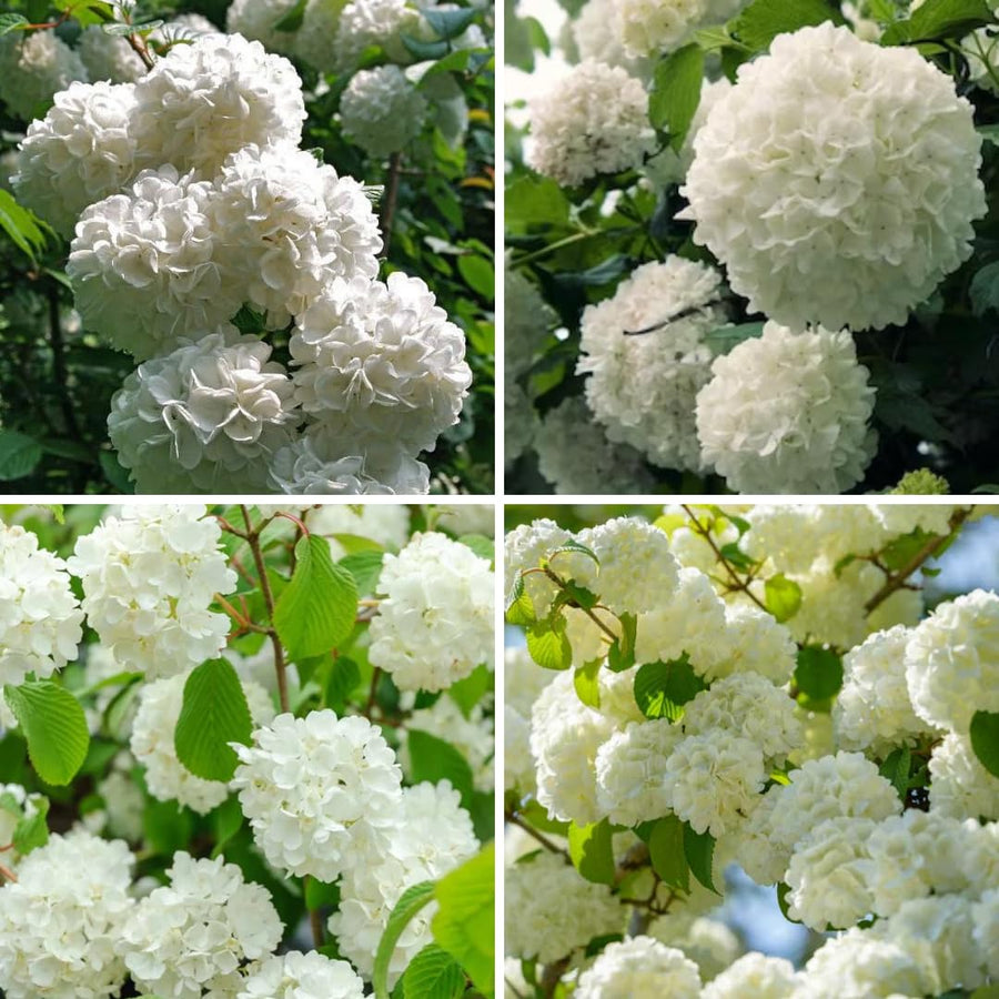 Viburnum Bush Plant Potted, Hardy Flowering Shrub, Rare Viburnum Plant for Outdoor Garden, Landscape, or Hedge, 4-6 Inches (Snow Viburnum)