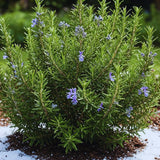 4 Inc Pot Rosemary Plant Live in Pot, Live Rosemary Herb Plant, 5 to 6 Inc Tall