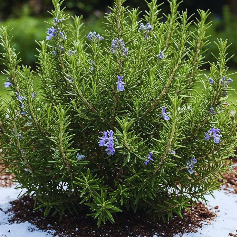 4 Inc Pot Rosemary Plant Live in Pot, Live Rosemary Herb Plant, 5 to 6 Inc Tall