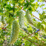 20 Long Bitter Melon Seeds for Planting, Green Bitter Gourd Vegetable Seeds for Home Garden, Vegetable Vine Plants Seed
