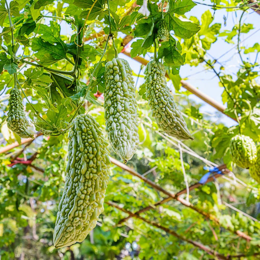 20 Long Bitter Melon Seeds for Planting, Green Bitter Gourd Vegetable Seeds for Home Garden, Vegetable Vine Plants Seed