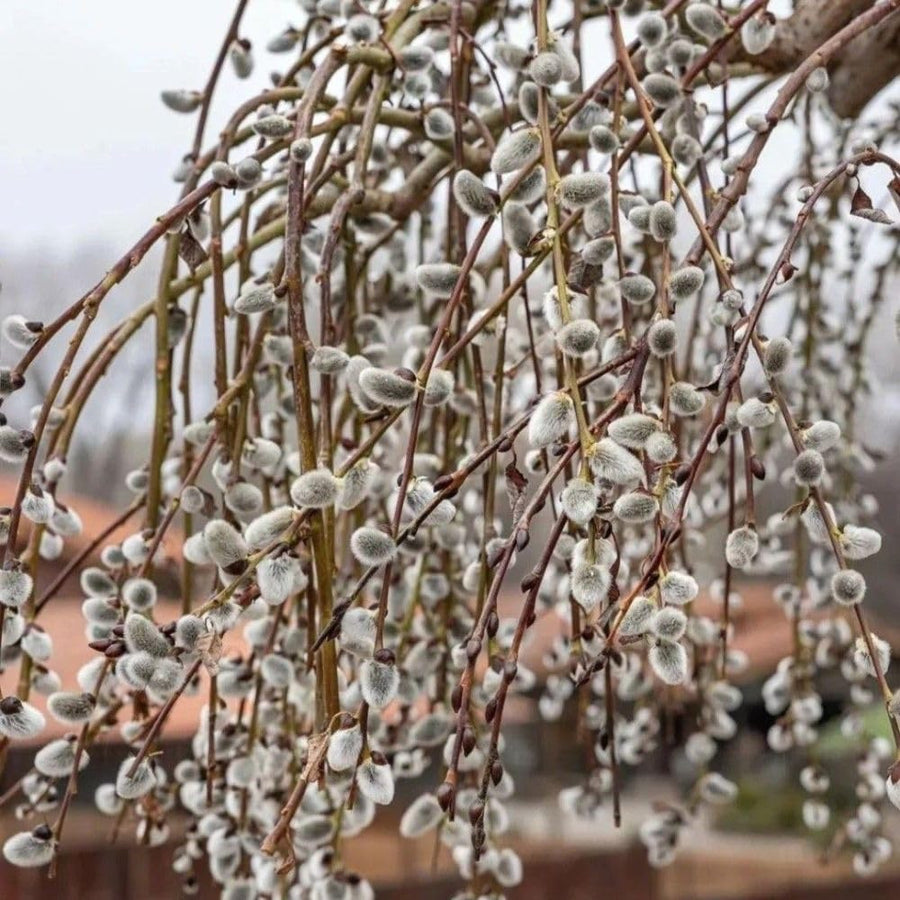 Weeping Pussy Willow Live Plant in 2.5" Pot, 4-8 Inches Tall, Willow Tree, Hardy Shrub for Outdoor Garden, Dormant in Winter