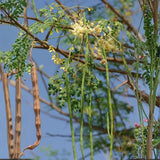 2 Moringa Tree Plants Live in 4'' Pot, Drumstick Horseradish Tree, Oleifera Moringa Moringa Herb Plants 5-8'' Tall for Growing