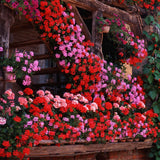 2 Pink Geranium Plants Live, 3 to 6 Inches Tall, Geranium Flower Plants Indoor Outdoor, Geranium Plant, No Potted