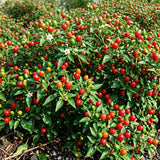 2PPP Live Chiltepin Pepper Plants, 5 to 9" Tall in 4" Pots, Red Hot Chili Pepper Plant, Tepin Pepper, Well-Rooted Plants for Summer Planting