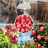 1 Pink Apple Tree Live Plant, Pink Apple Plant Live for Planting, 2-3 Feet Tall, Bareroots, Live Apple Tree Plant, Sweet Apple Fruit Tree