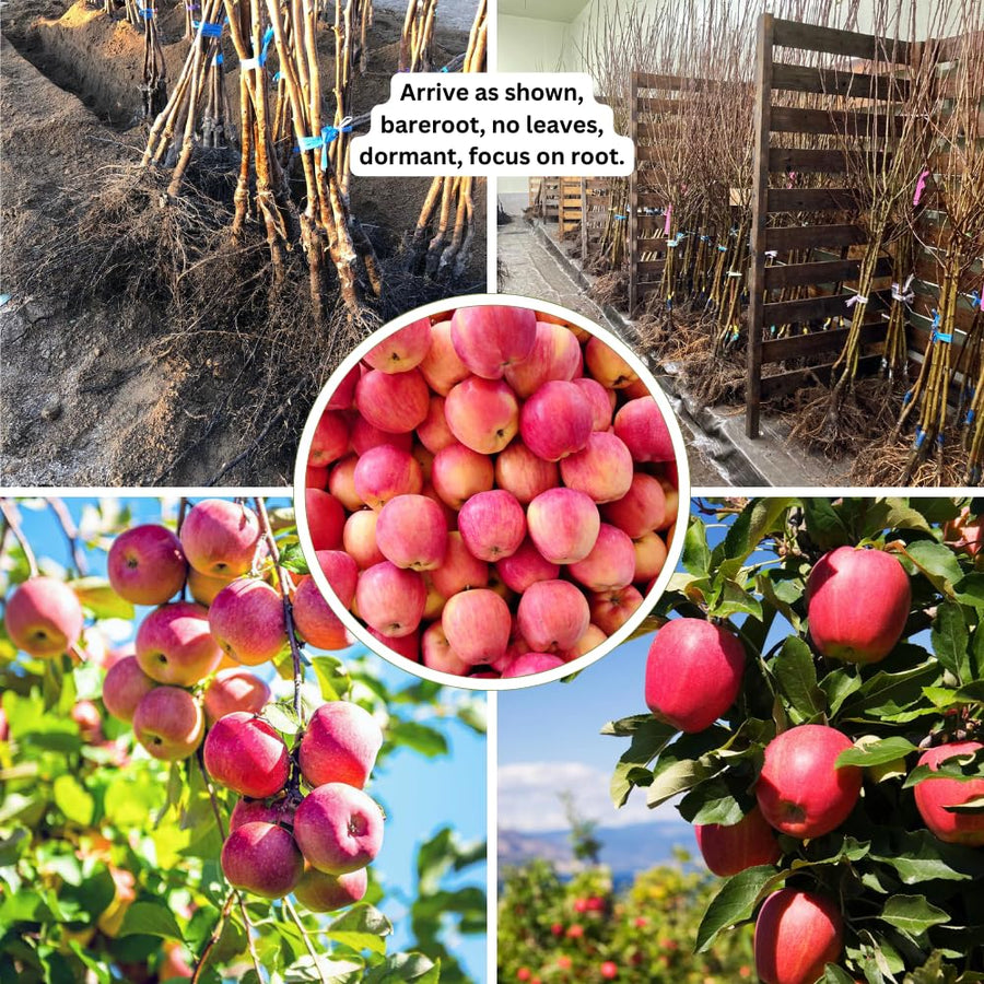 1 Pink Apple Tree Live Plant, Pink Apple Plant Live for Planting, 2-3 Feet Tall, Bareroots, Live Apple Tree Plant, Sweet Apple Fruit Tree