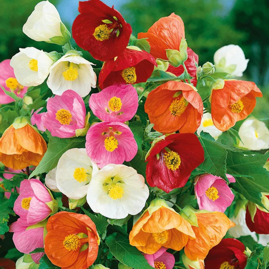 2 Abutilon Plants 5-9 Inches Tall - Lantern Trees Perfect for Enhancing Your Indoor and Outdoor Garden - Trailing Hanging Flower Vine (Mix Abutilon)