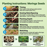 Pack of 50 Moringa Seeds for Planting, Moringa Oleifera Seeds, Fast Growing, Easy Care Seed for Container and Outdoor Planting