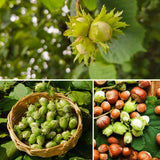 Hazelnut Bare Root Plant, Hazelnut Tree Live Plant, 12-16 Inc Tall, No Leaf, 1-2 Years Old Bare Root, Hardy Nut Tree for Outdoor Garden and Edible Landscape Growing