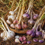 4 Mix Garlic Bulbs for Planting, Garlic for Planting, High-Yield Hardy Garlic for Garden