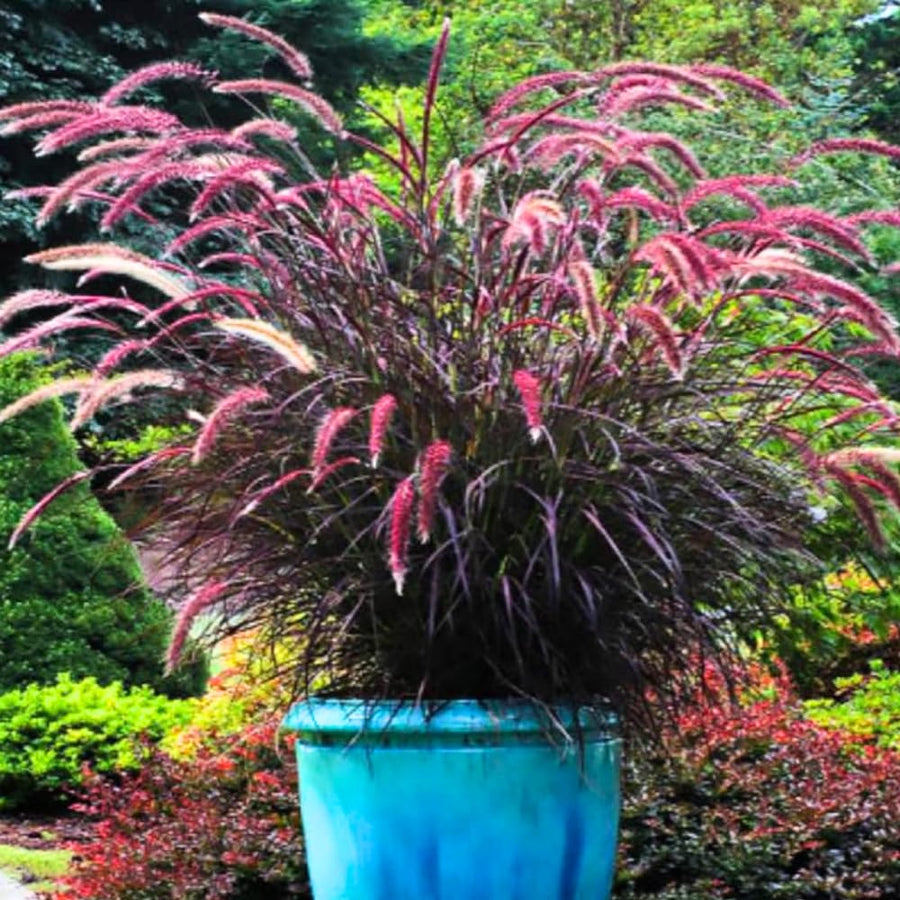 2 Ornamental Grass Plants - Purple Fountain Grasses Live Plants Perennial - 5-9 Inc Tall - Live Grass Seedlings Indoor Outdoor