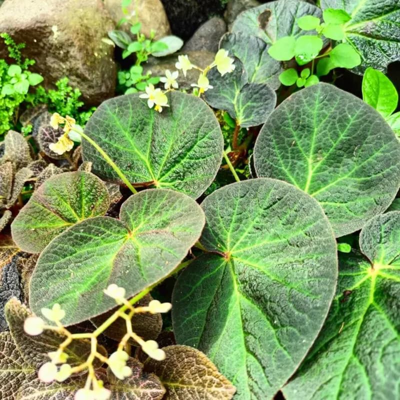 Combo 3 Trailing Begonia Angel Wing Plants Live, Begonia Maculata Live Plant, Begonias Live Plants Outdoor, 4 to 8 Inc Tall