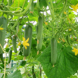 60 Smooth Cucumber Seeds for Planting, Cucumber Vegetable Seeds for Outdoor Growing