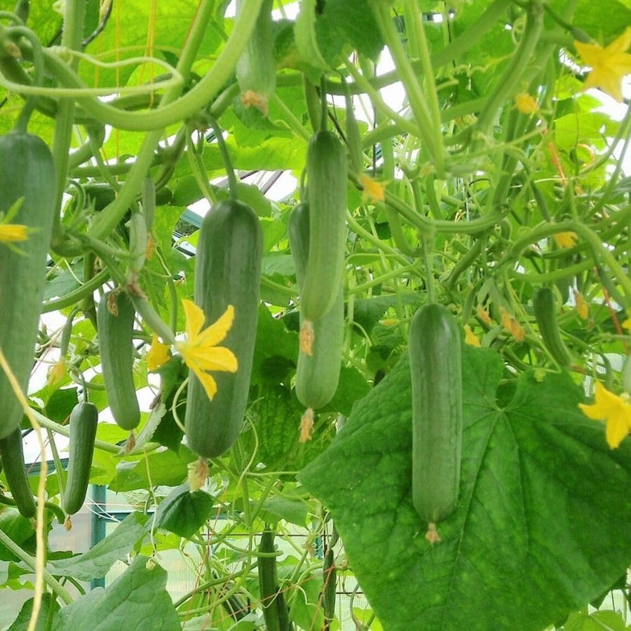 60 Smooth Cucumber Seeds for Planting, Cucumber Vegetable Seeds for Outdoor Growing