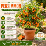 Persimmon Tree Live Plant, Quart Pot, Well Rooted, 8-10 Inches Tall, Cold Hardy Fruit Tree, Persimmon Tree for Backyard Outdoor Garden