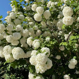 Live Snowball Viburnum Bush 4-7 Inch Tall in 2.5 Inch Pot, White Viburnum Tree, Hardy Flowering Shrub for Landscaping and Garden Borders