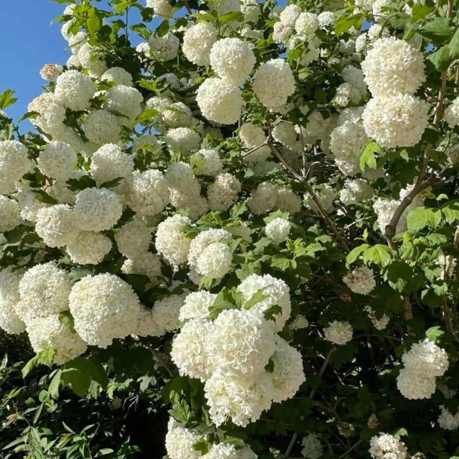 Live Snowball Viburnum Bush 4-7 Inch Tall in 2.5 Inch Pot, White Viburnum Tree, Hardy Flowering Shrub for Landscaping and Garden Borders