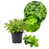 Apple Mint Herb Live Plant in 4.5 Inch Pot, Fragrant Mint for Easy Growing Garden and Patio, 6-9 Inch Starter Mints