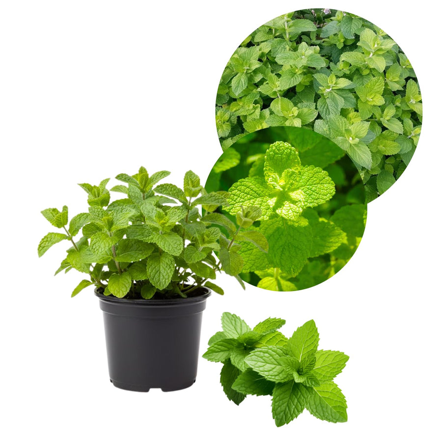 Apple Mint Herb Live Plant in 4.5 Inch Pot, Fragrant Mint for Easy Growing Garden and Patio, 6-9 Inch Starter Mints