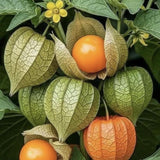 Sets 3 Gooseberry Bushes Live Plants, 4-7 Inches Ground Cherry Tree Live Plant Tomatillo Tomato for Outdoor Garden Planting Spring