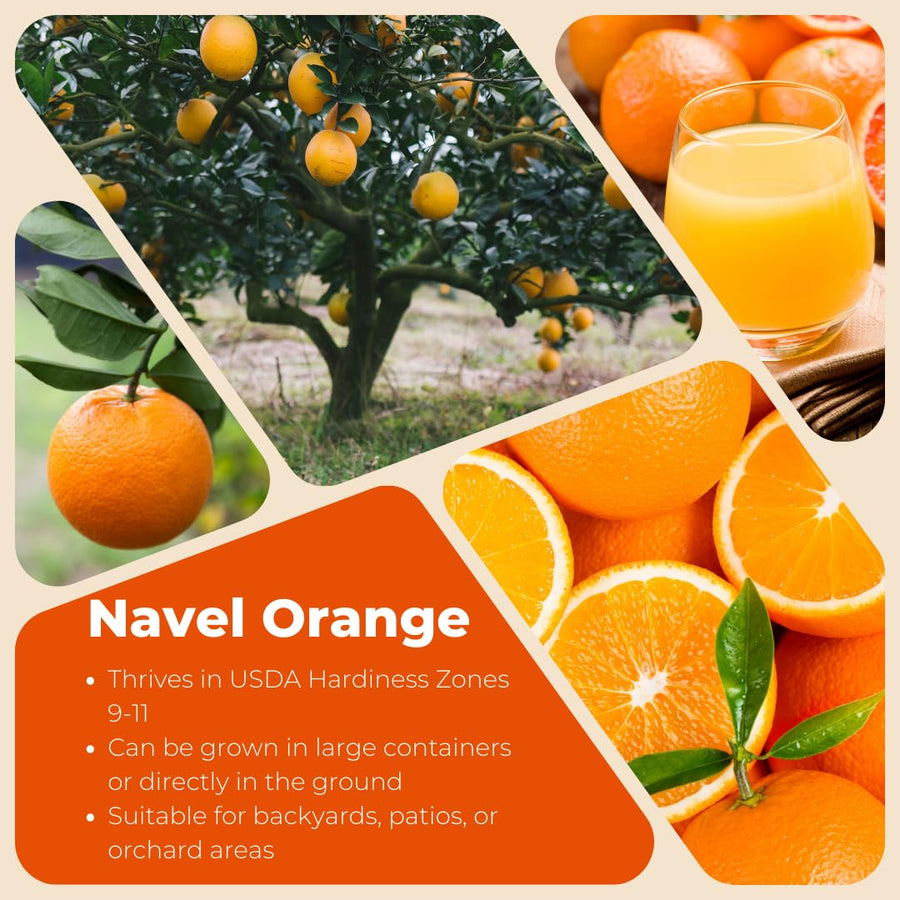 Live Navel Orange Tree, Seedless Sweet Orange Fruit, 3-4 Feet Tall, Ready for Planting