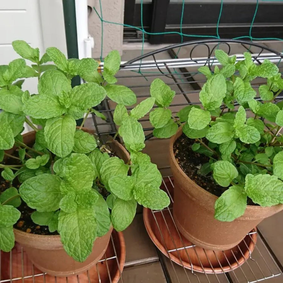 TANKDA Sets 2 Live Mint Plants Herb in 3.5" Pot, Fresh Peppermint for Indoor Outdoor Growing, Spring Planting, 5-9" in Tall