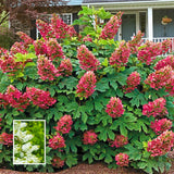 Ruby Slipper Hydrangea Plant Live Tree, Rare Color, 4" Pot, Perennial and Hardy Blooming Shrub for Garden Spring Planting