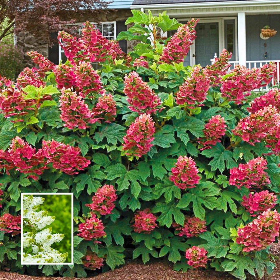 Ruby Slipper Hydrangea Plant Live Tree, Rare Color, 4" Pot, Perennial and Hardy Blooming Shrub for Garden Spring Planting