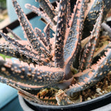 Aloe Purple Live, Aloe Purple Succulent Plant Live Indoor, 4 Inches Pot