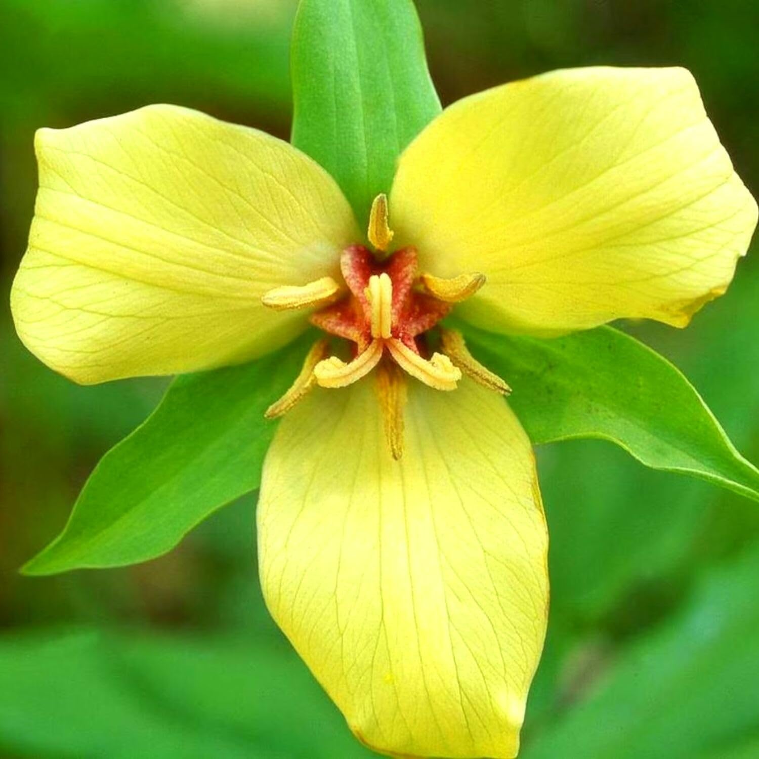 Set of 5 Yellow Trillium Bulbs, Large Bulbs, Trillium Bulbs for Planting, Trillium Bulbs Bulk for Garden, Trillium Flower Bulbs, Ready to Plant