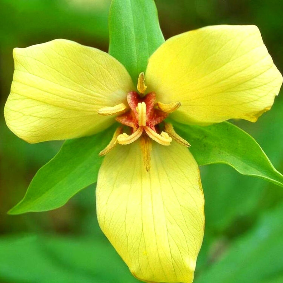 Set of 5 Yellow Trillium Bulbs, Large Bulbs, Trillium Bulbs for Planting, Trillium Bulbs Bulk for Garden, Trillium Flower Bulbs, Ready to Plant