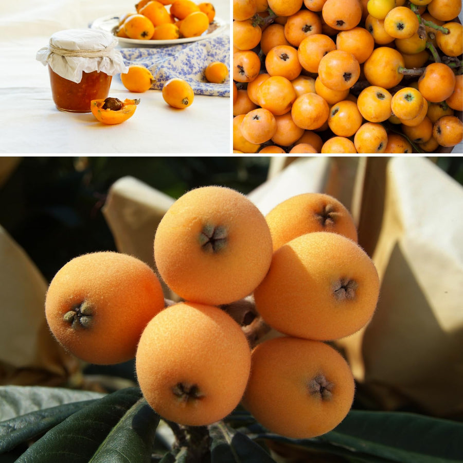 Golden Loquat Live Plant 8-10″ Tall, Tropical Fruit Tree Well Rooted, Outdoor or Container Planting
