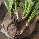 10 Live Comfrey Roots, Comfrey Rhizomes, 3-6 Inches Tall, Perennial Herb for Planting