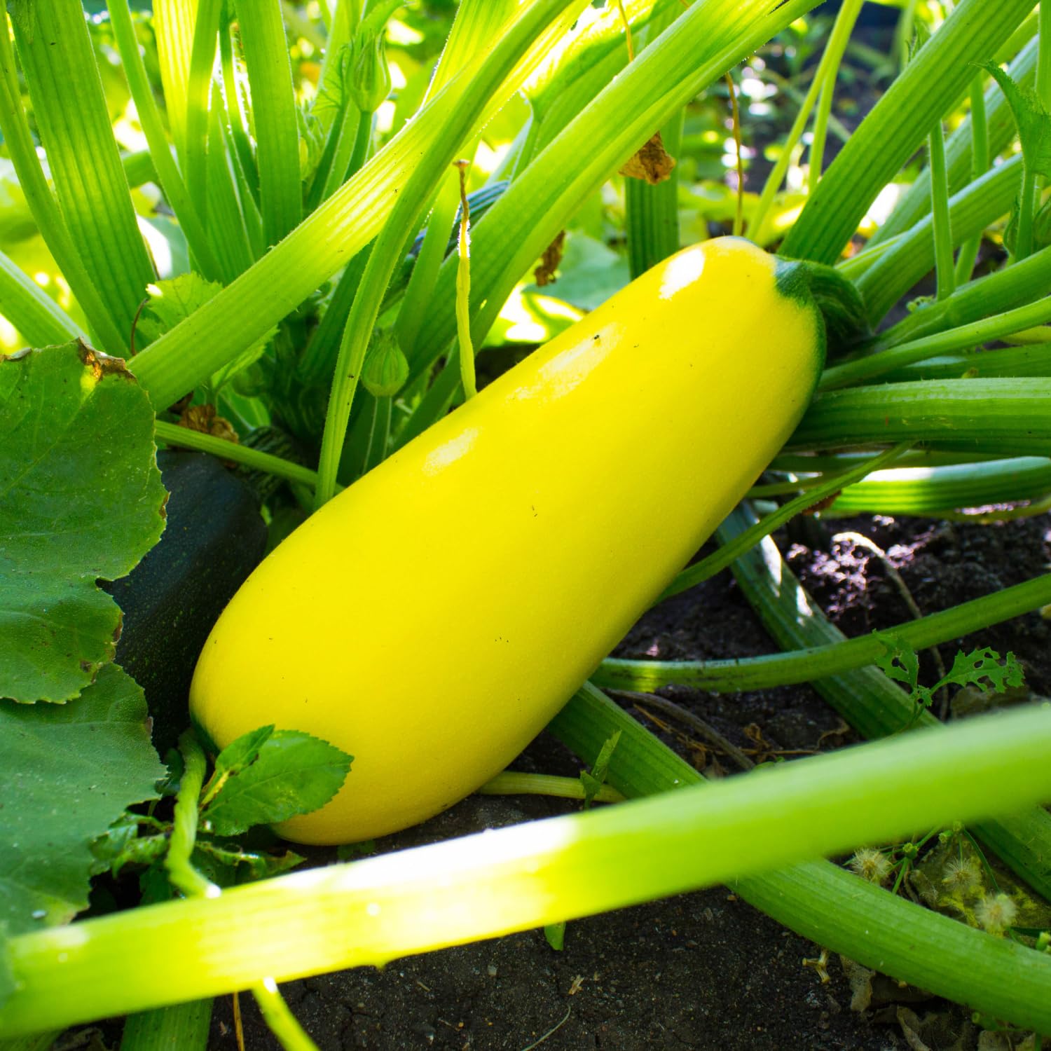 2 Yellow Zucchini Plants Live, 5-9 Inches Tall, Squash Vegetable Plant for Home Garden, Easy to Plant and High Yields