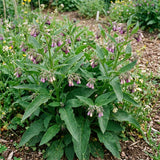10 Comfrey Roots, Bocking 14 Live Roots Cuttings, Perennial Herb Plants for Garden, Fast Growing, High Yield Comfrey Cutting